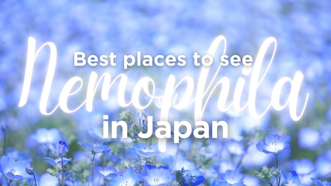 10 Best Places to See Nemophila in Japan