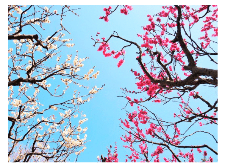 Osaka Expo Park Plum blossoms Festival-min