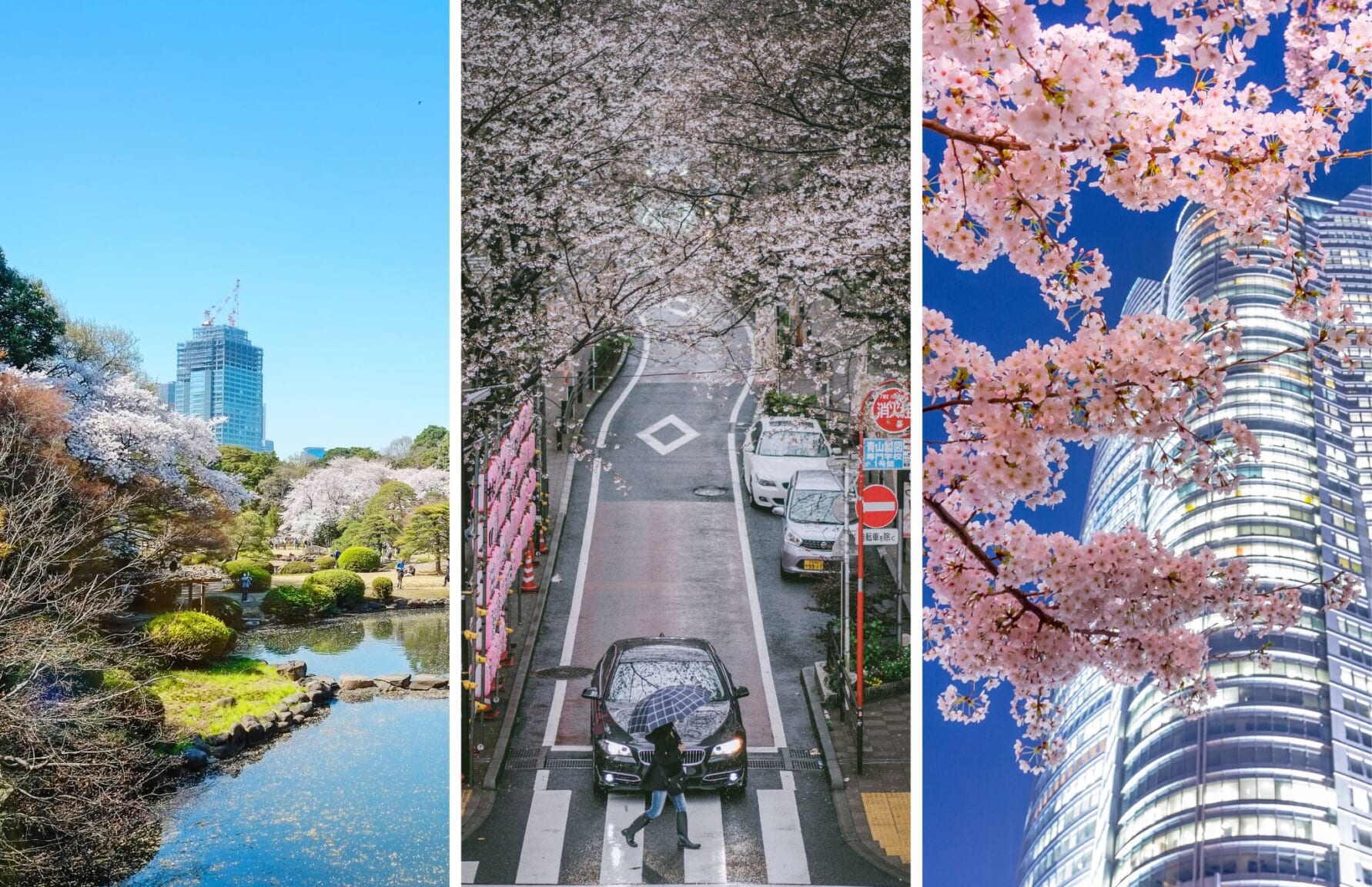 Shinjuku, Shibuya and Roppongi in Spring