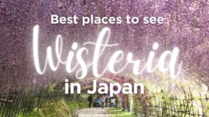 10 Best Places to See Wisteria in Japan