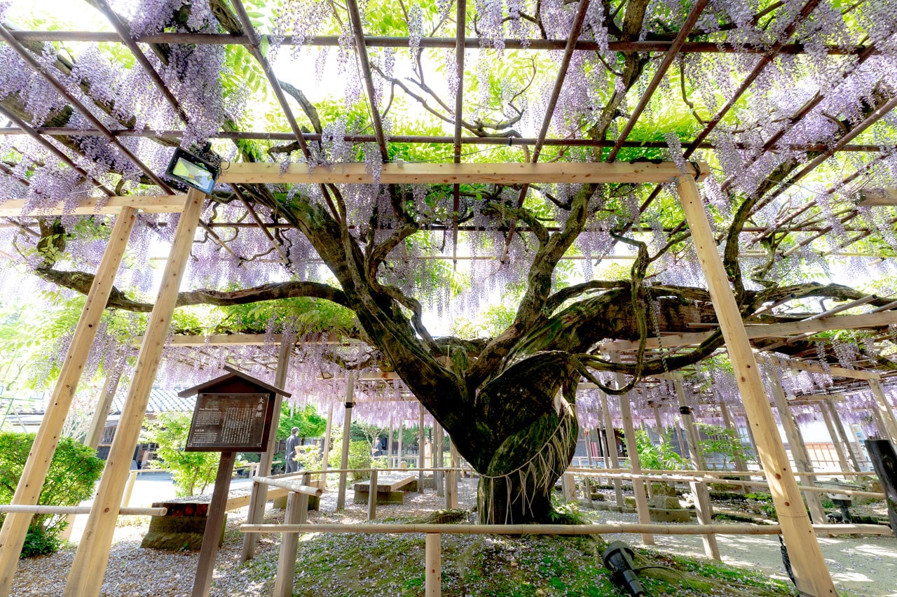 Wisteria tree at the Northern Culture Museum