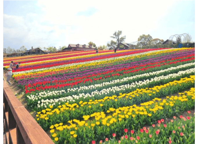 Enjoy Colorful Tulips at Sakai Green Museum Harvest Hill-min