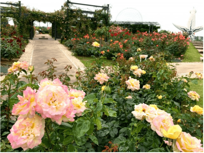 Experience Spring Rose Festival at Expo 70' Commemorative Park-min
