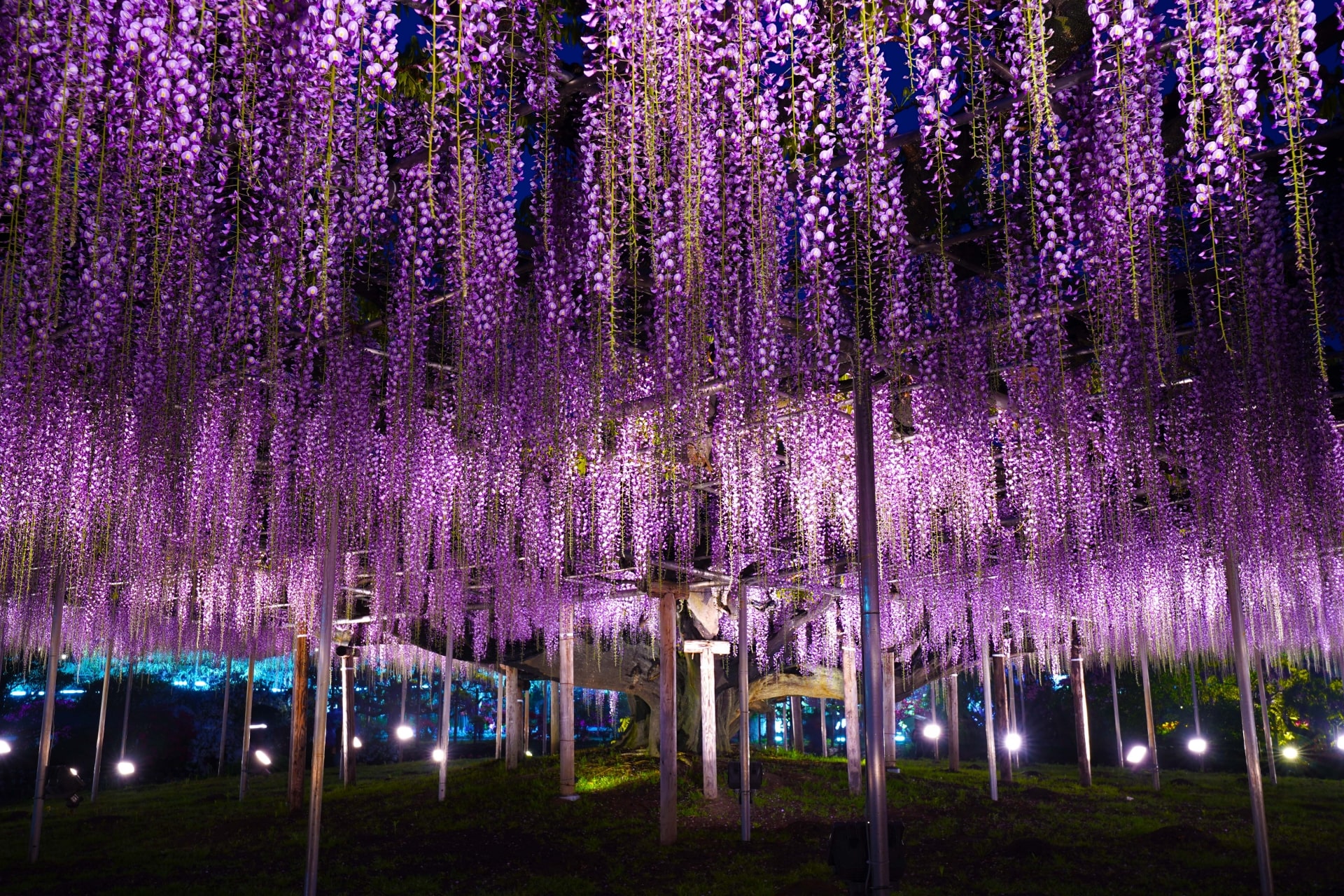 Ashikaga Flower Park, Tochigi