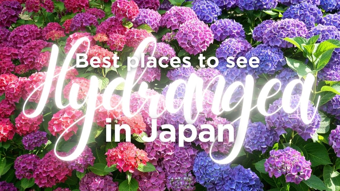 Best Places to See Hydrangea in Japan