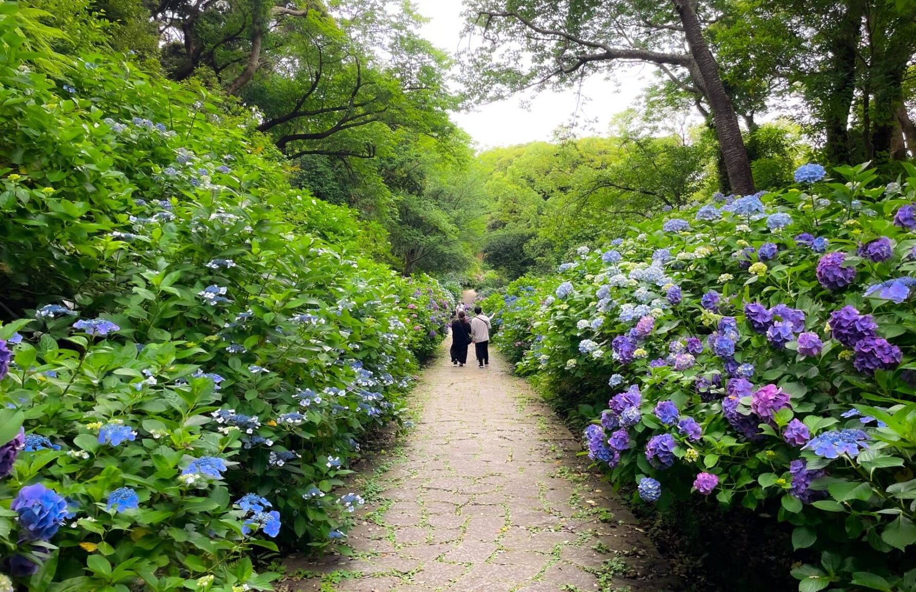 Hydrangeas at Izu Shimoda Park, Shizuoka