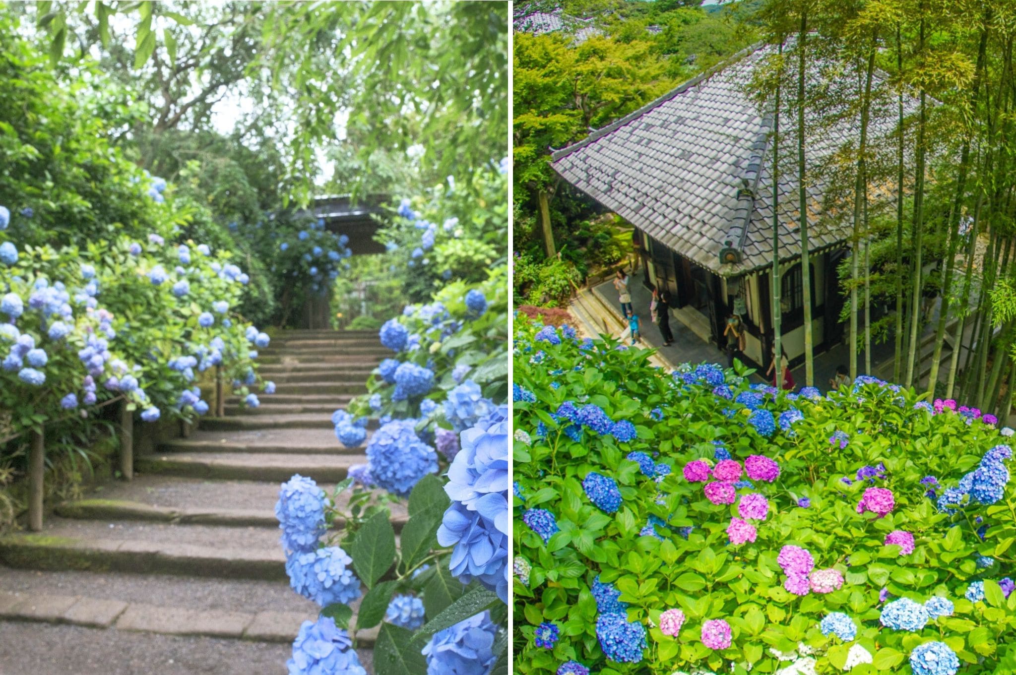 Hydrangeas at Meigetsu-in and Hasedera in Kamakura