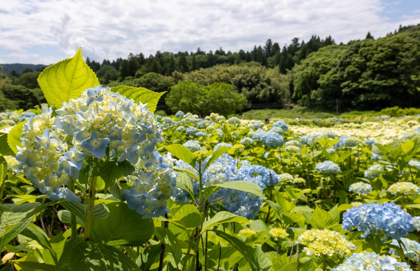 Michinoku Hydrangea Garden, Iwate