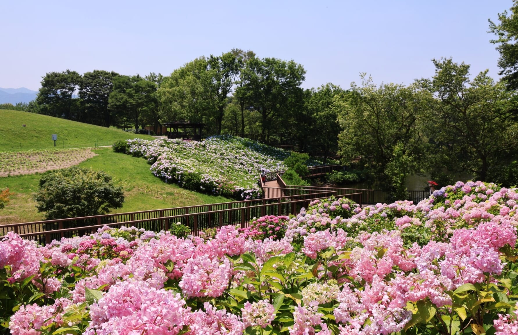 Hydrangeas at Sanuki Manno Park, Kagawa