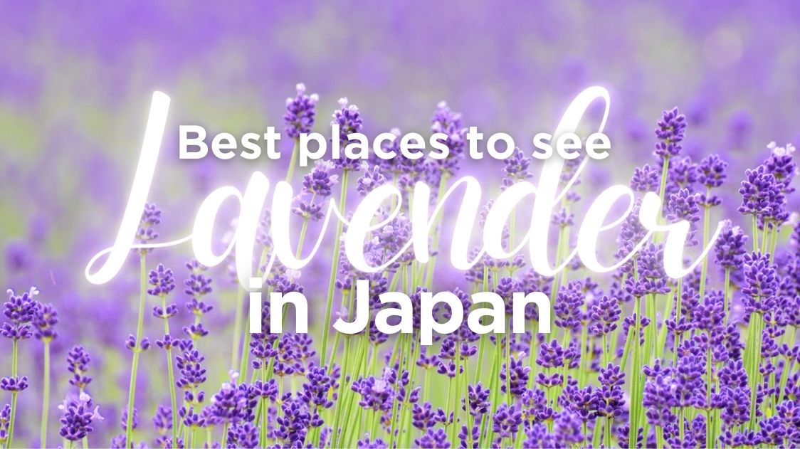 Best Places to See Lavender in Japan