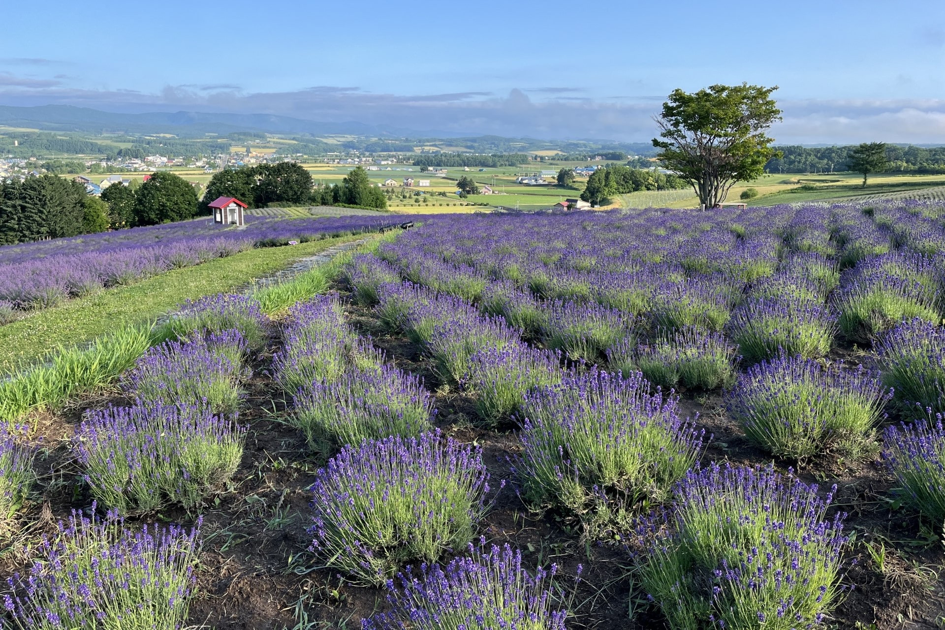 Hinode Park lavender fields 