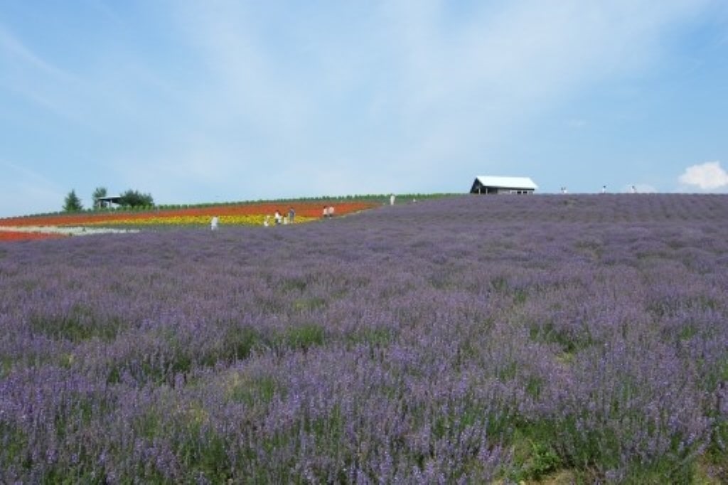 Kanno Farm lavender fields 