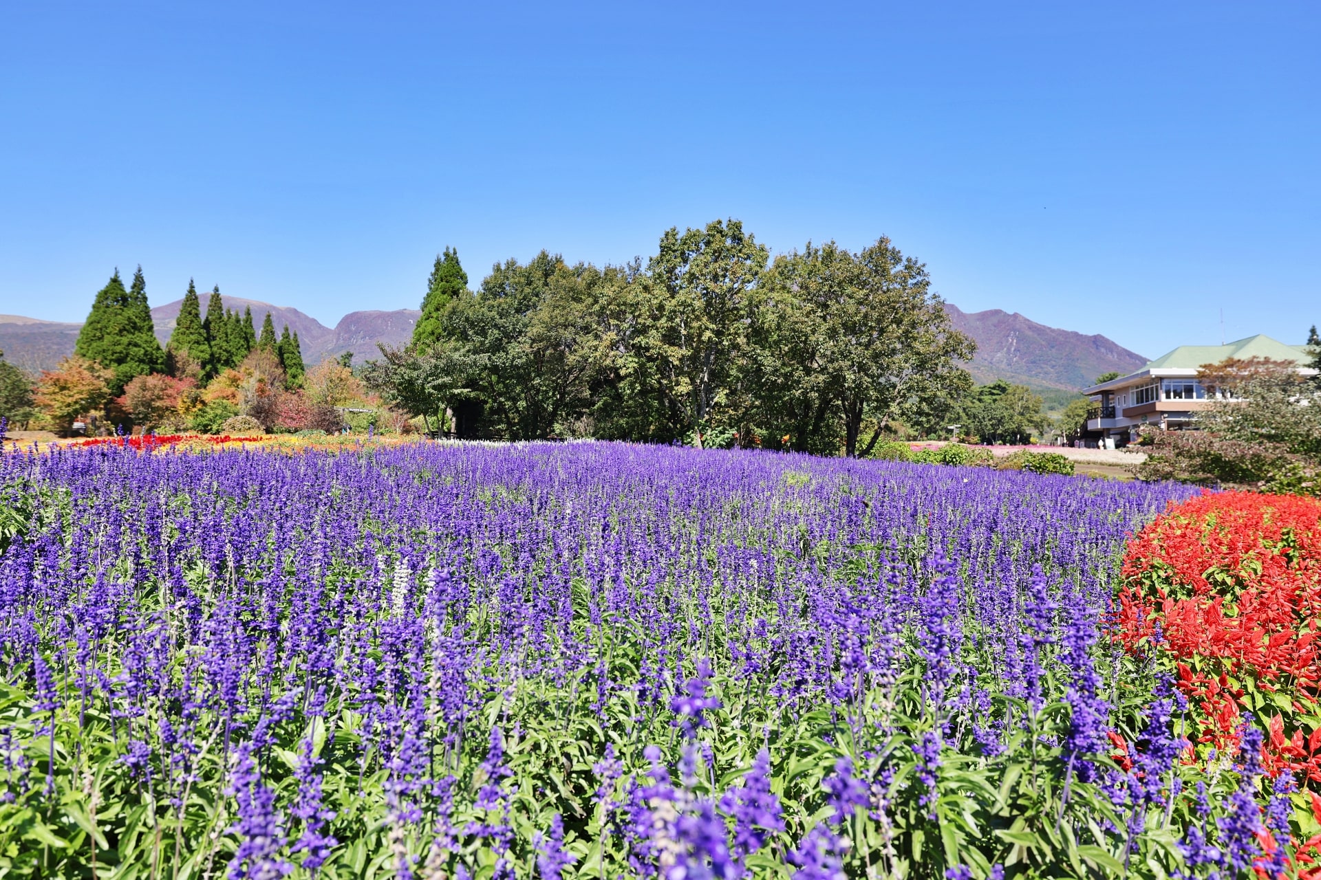 Kuju Flower Park lavender fields 