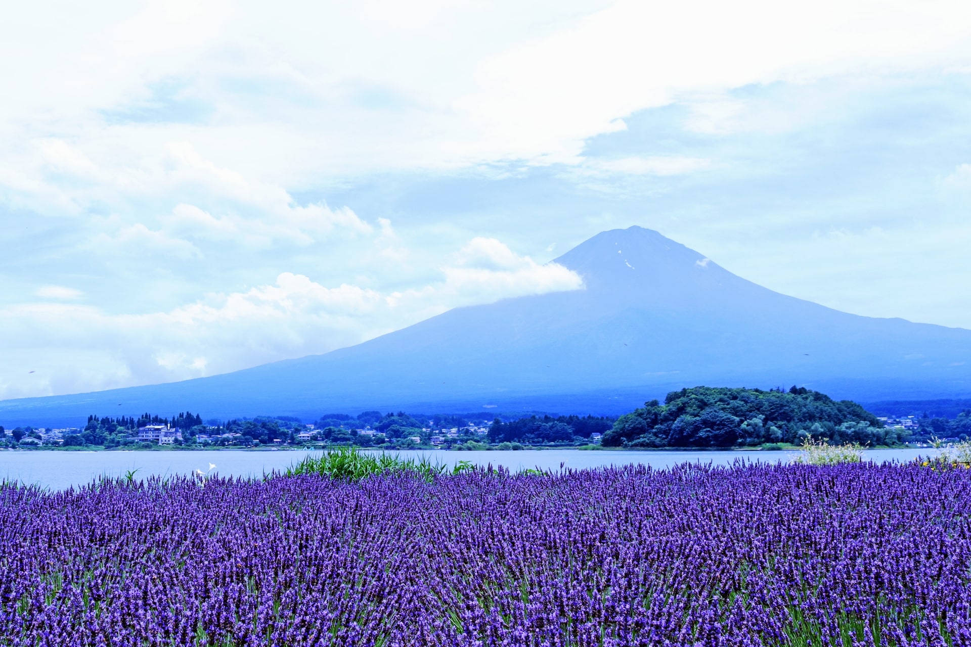 Oishi Park lavender fields with Fuji in the background
