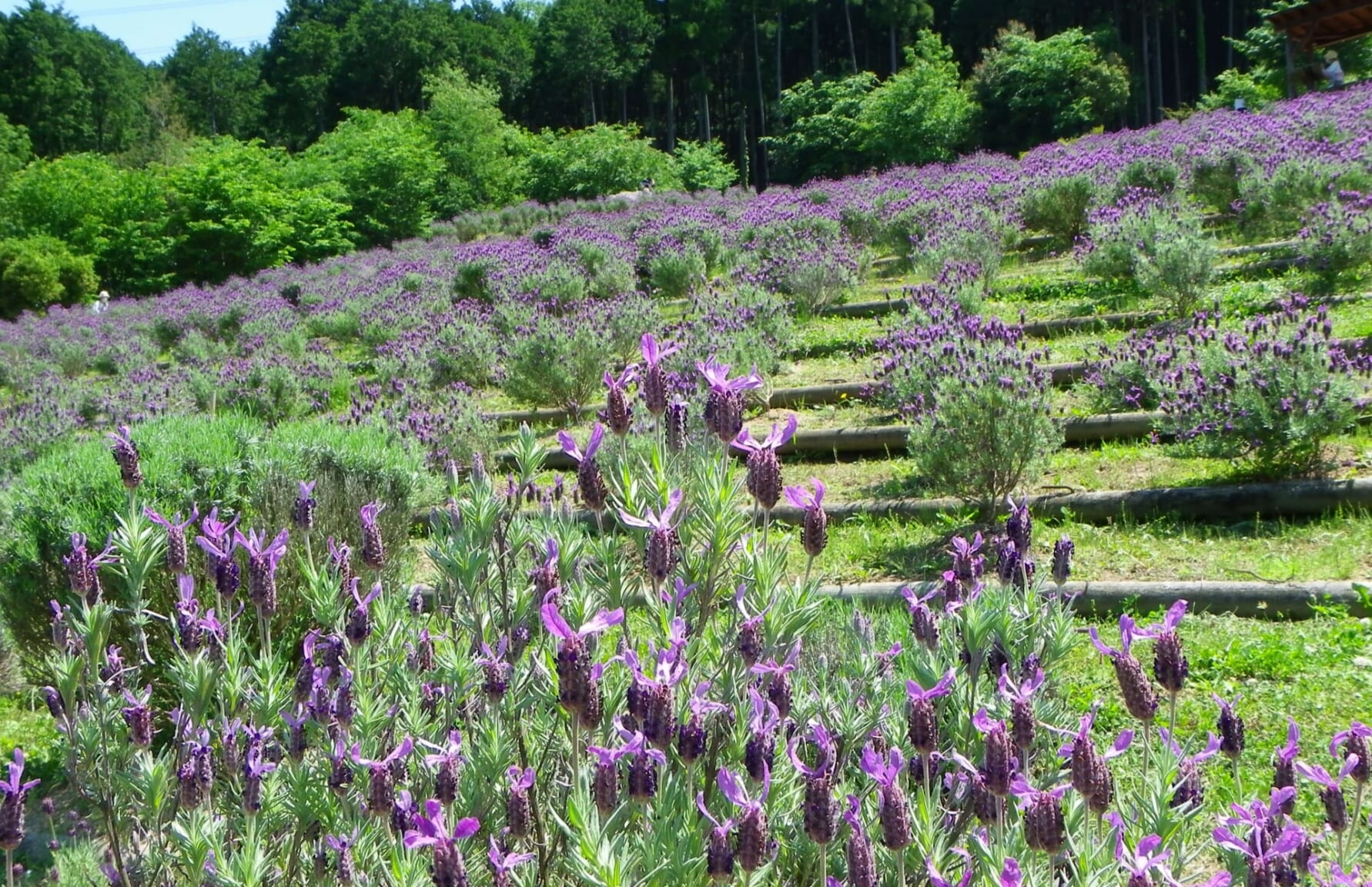 Lavender Park Taka