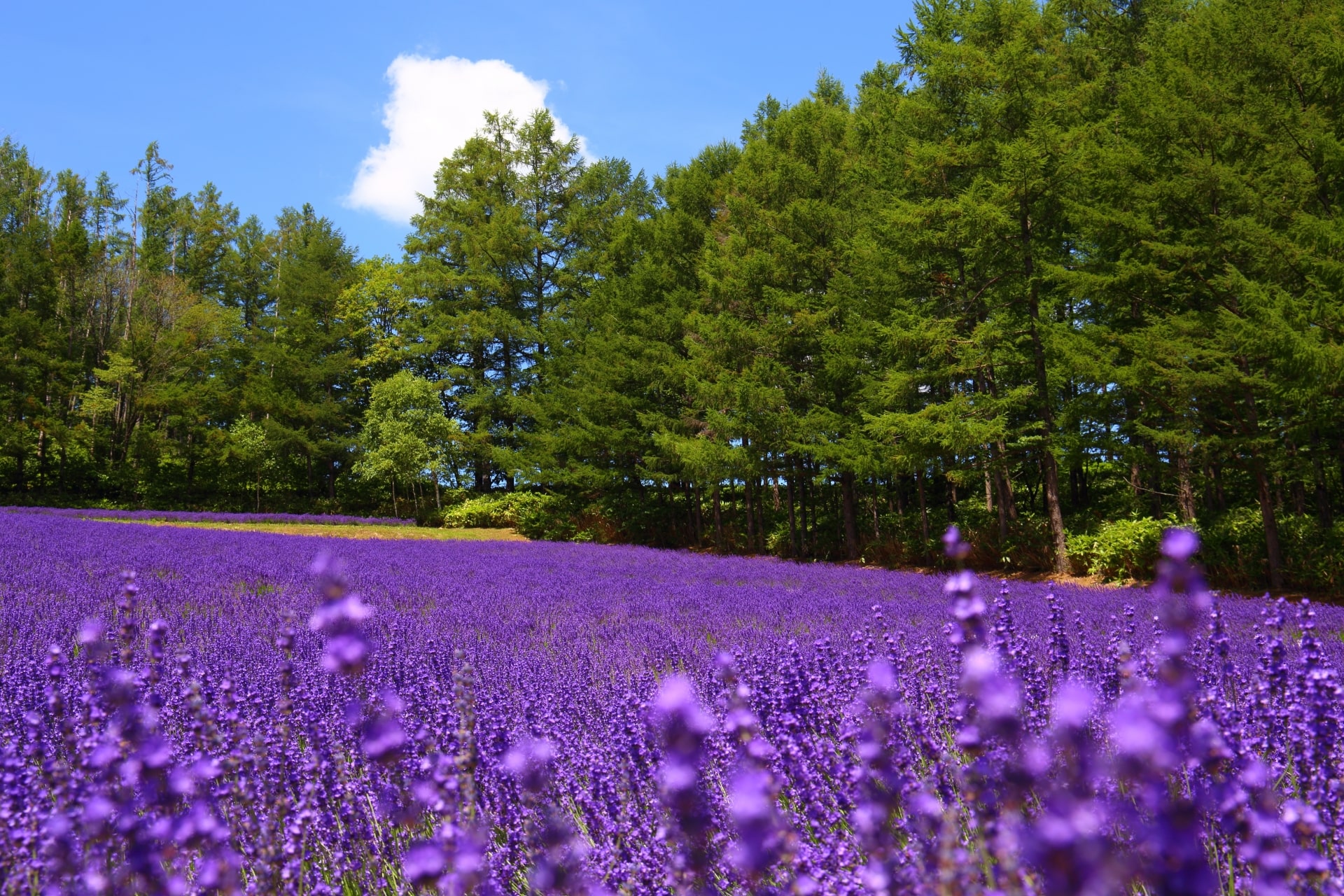 Farm Tomita lavender fields 