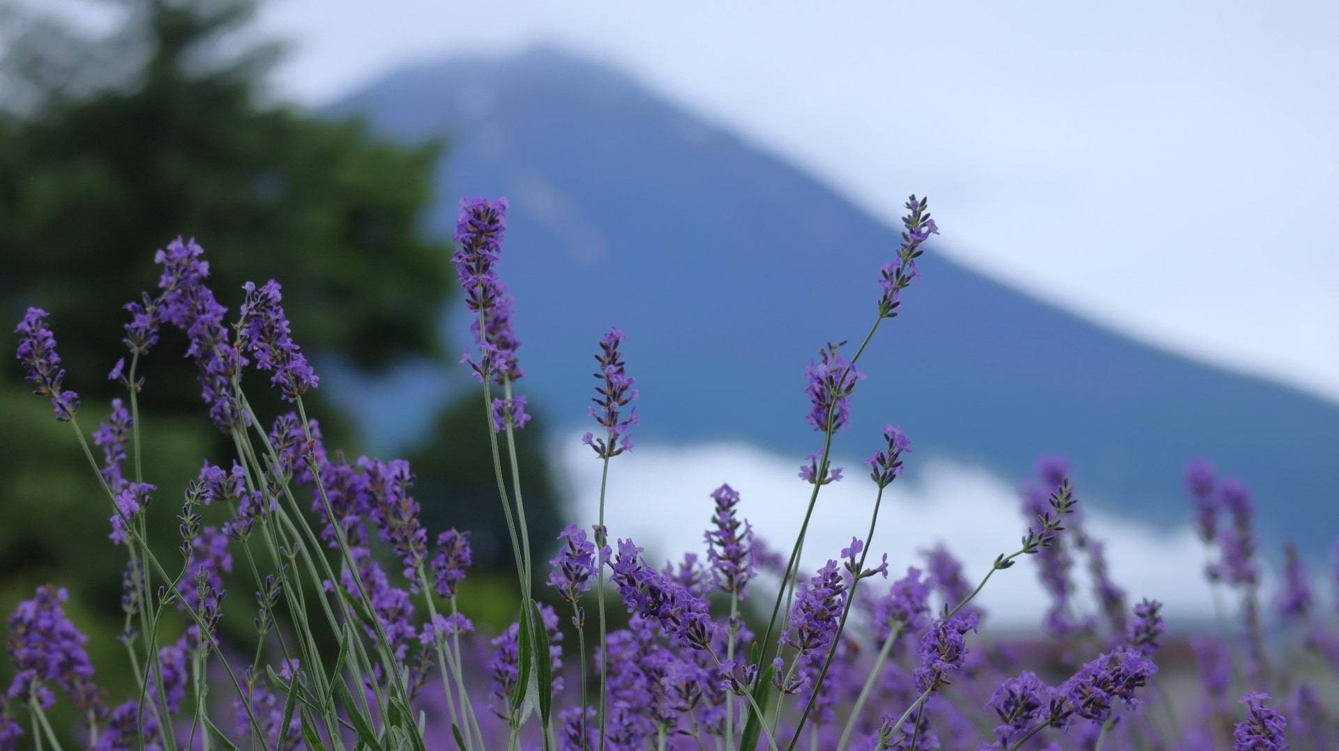 Yagizaki Park lavender fields with Mt. Fuji in the background