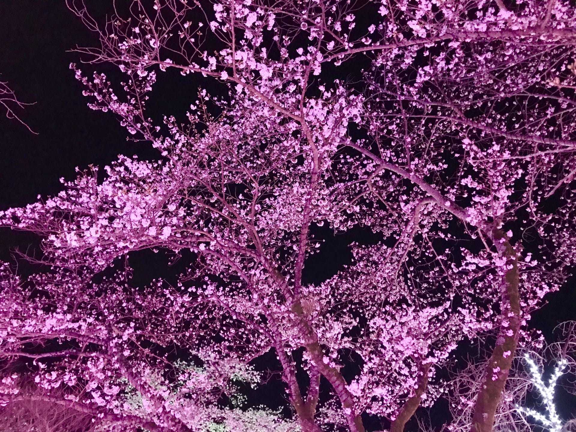 Night cherry blossom-min