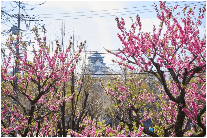 Osaka Castle peach blossom-min