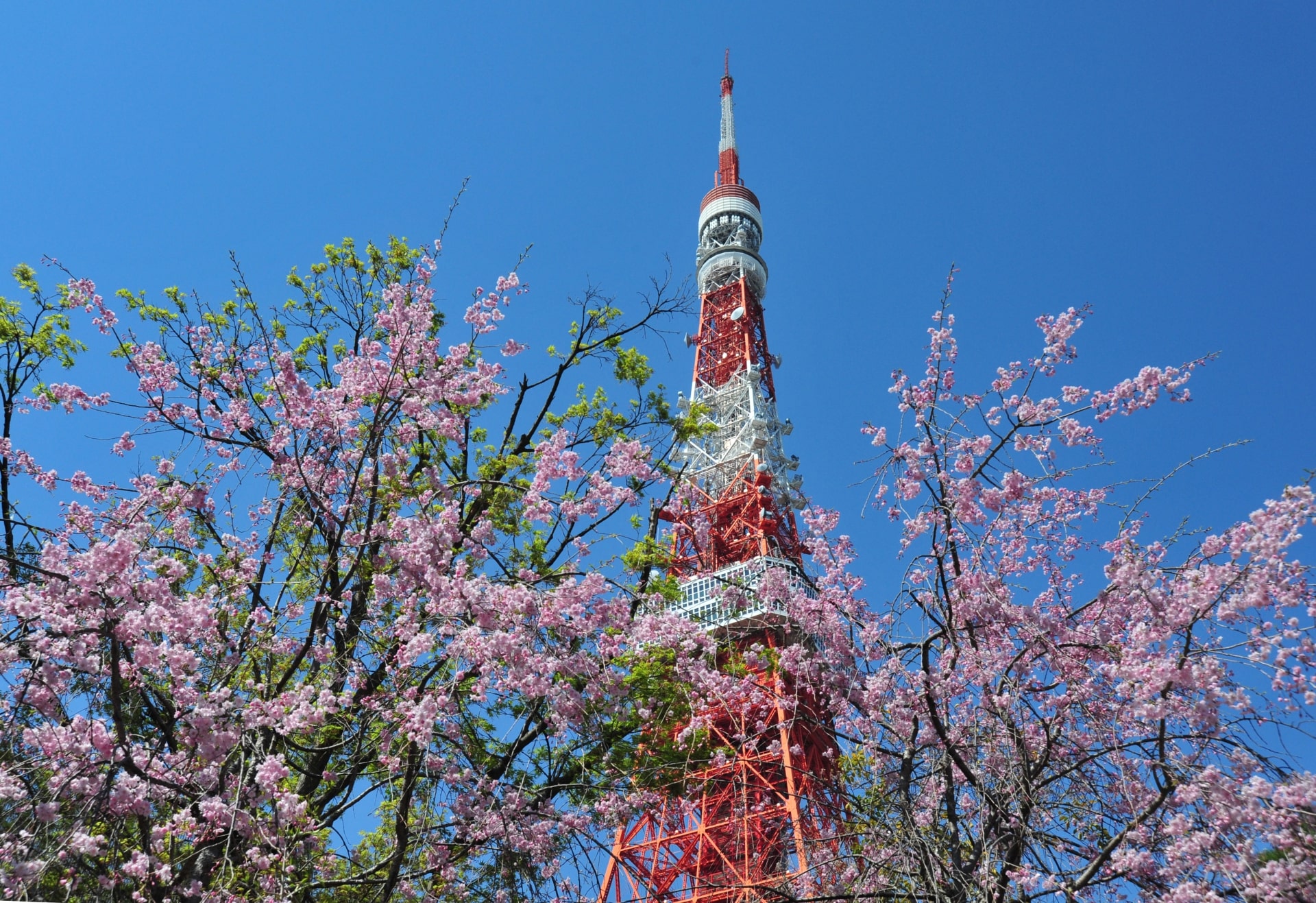 Tokyo Tower and Sakura 2-min