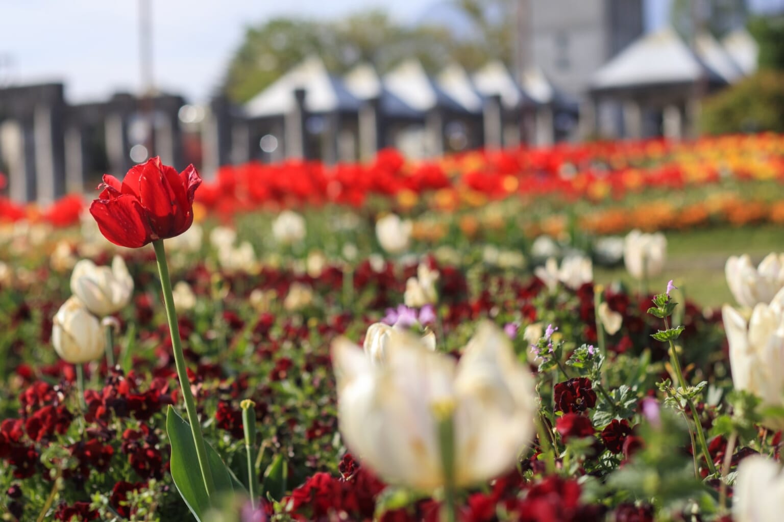 Best Flower Parks around Tokyo - Japan Web Magazine