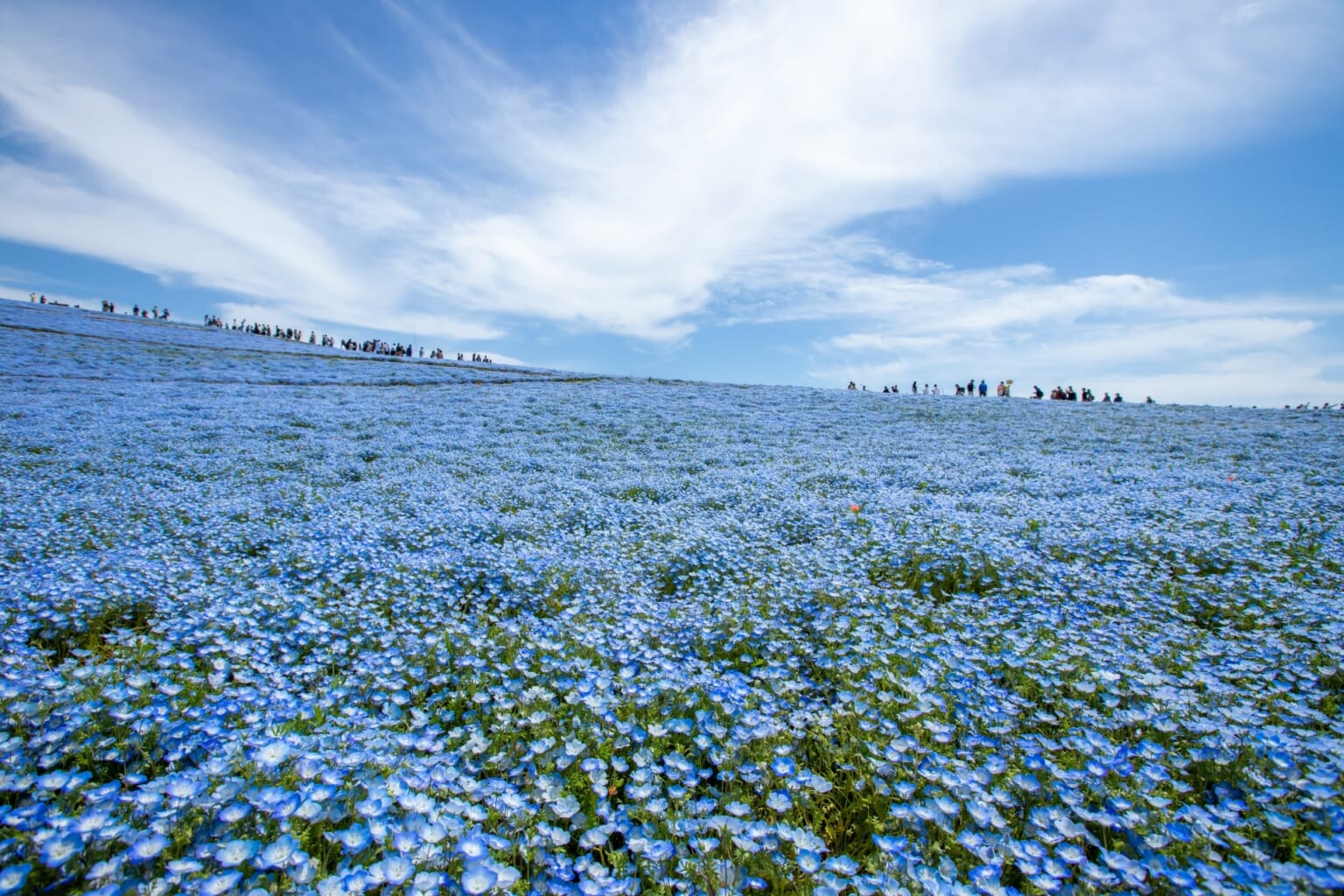 Best Flower Parks around Tokyo - Japan Web Magazine