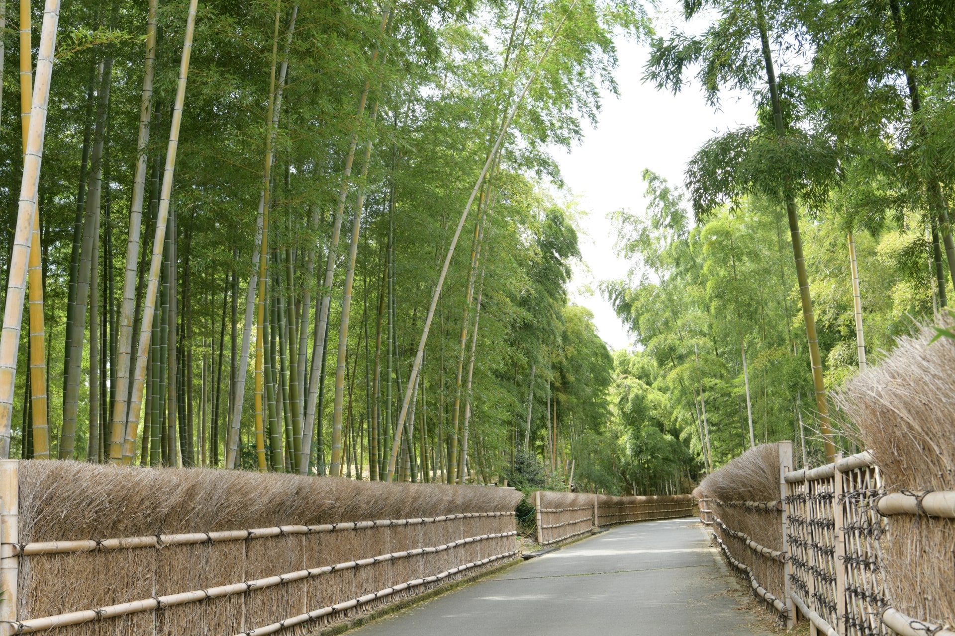 Arashiyama Bamboo Forest-min