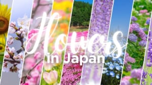 Flowers in Japan