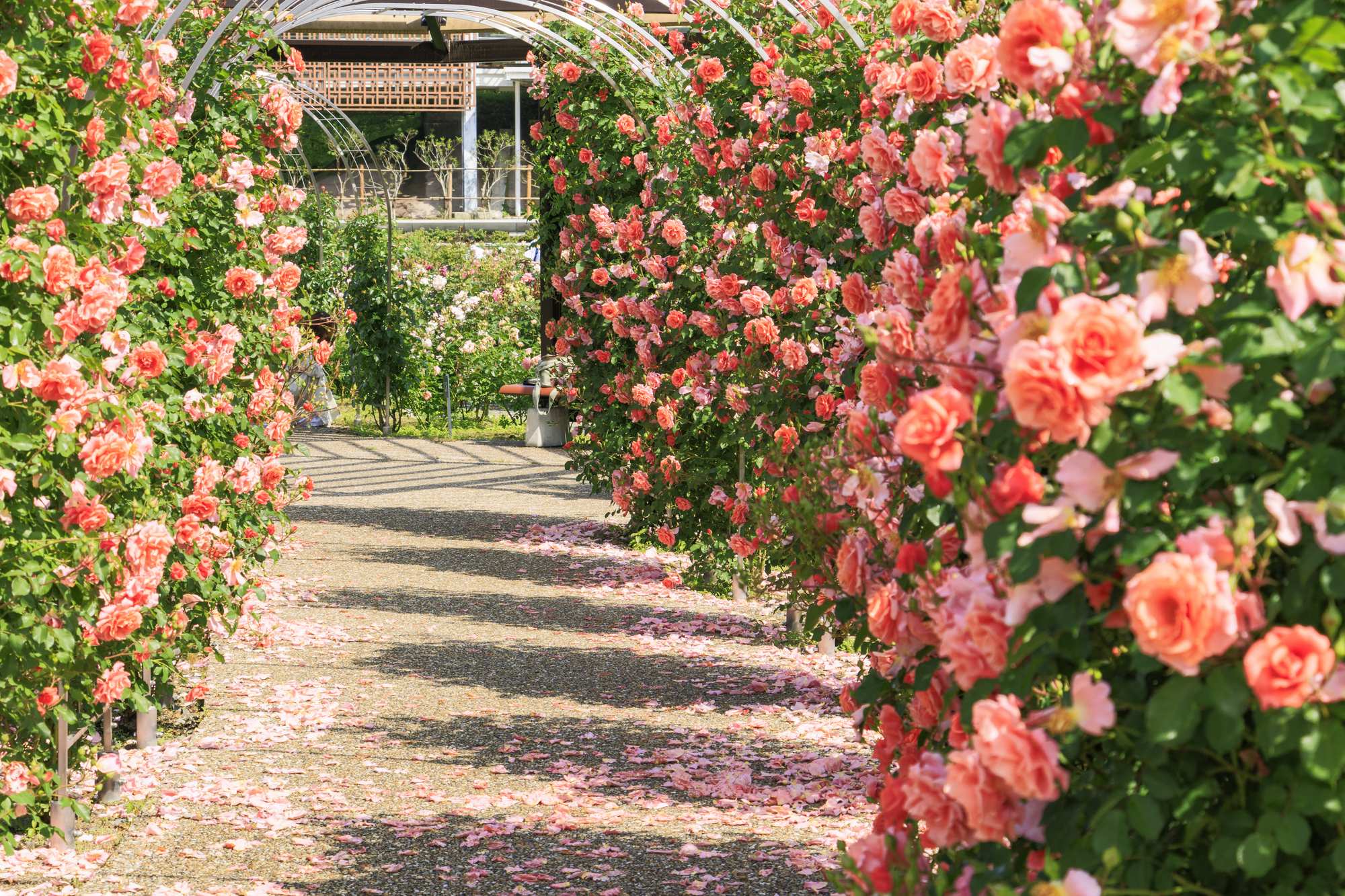 Gifu World Rose Garden
