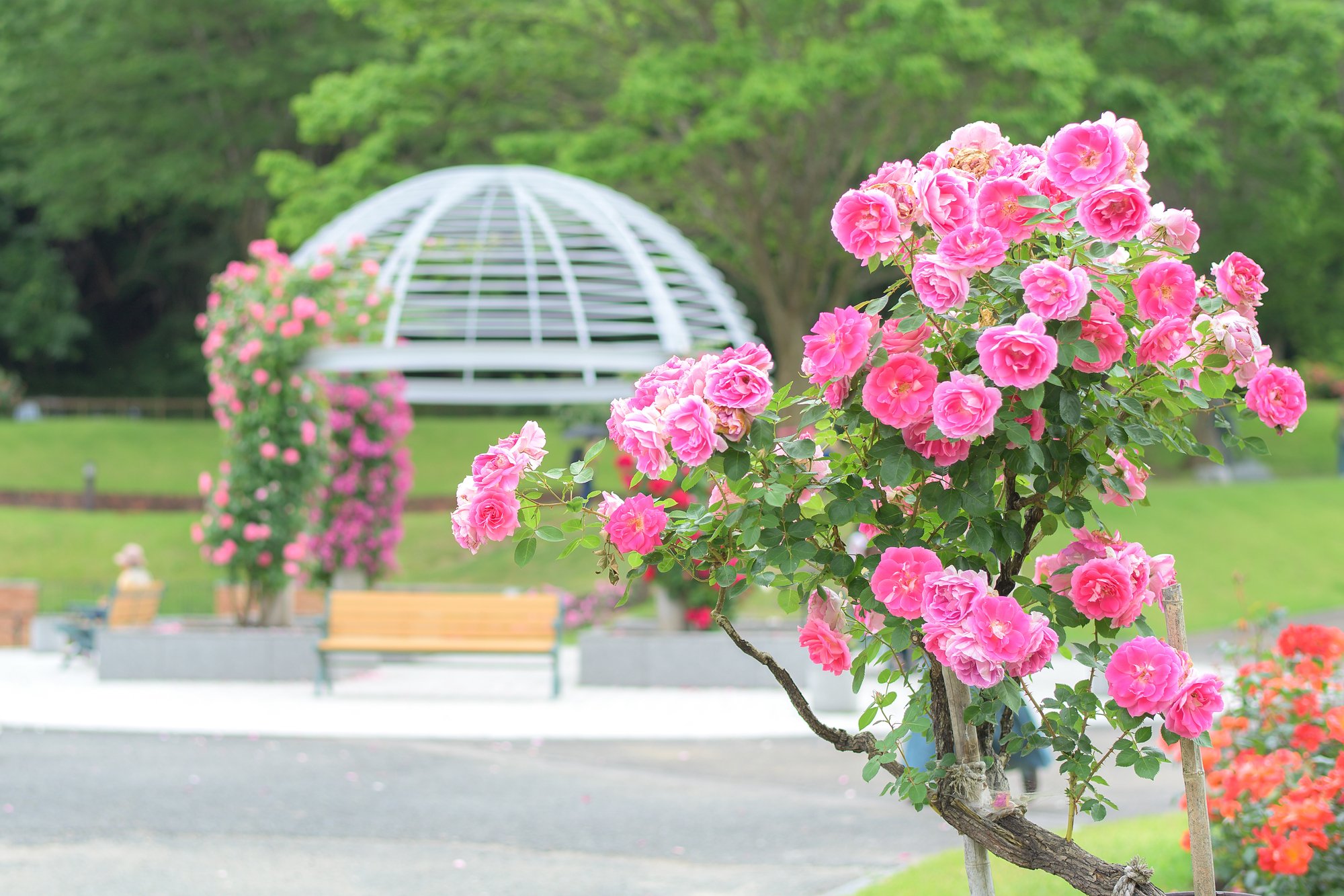 Higashizawa Rose Park