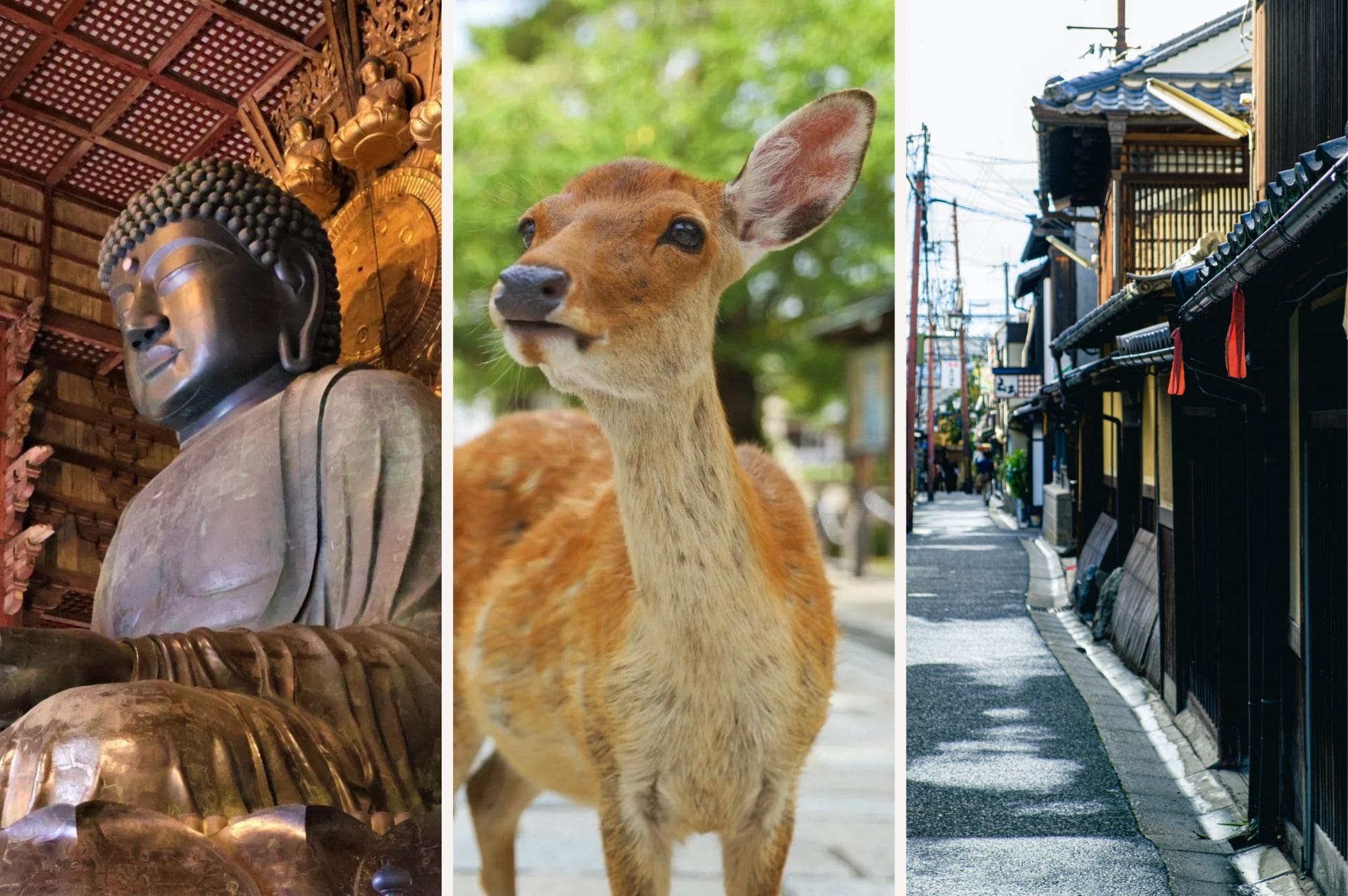 Nara Daibutsu, deer in Nara Park, and Naramachi district