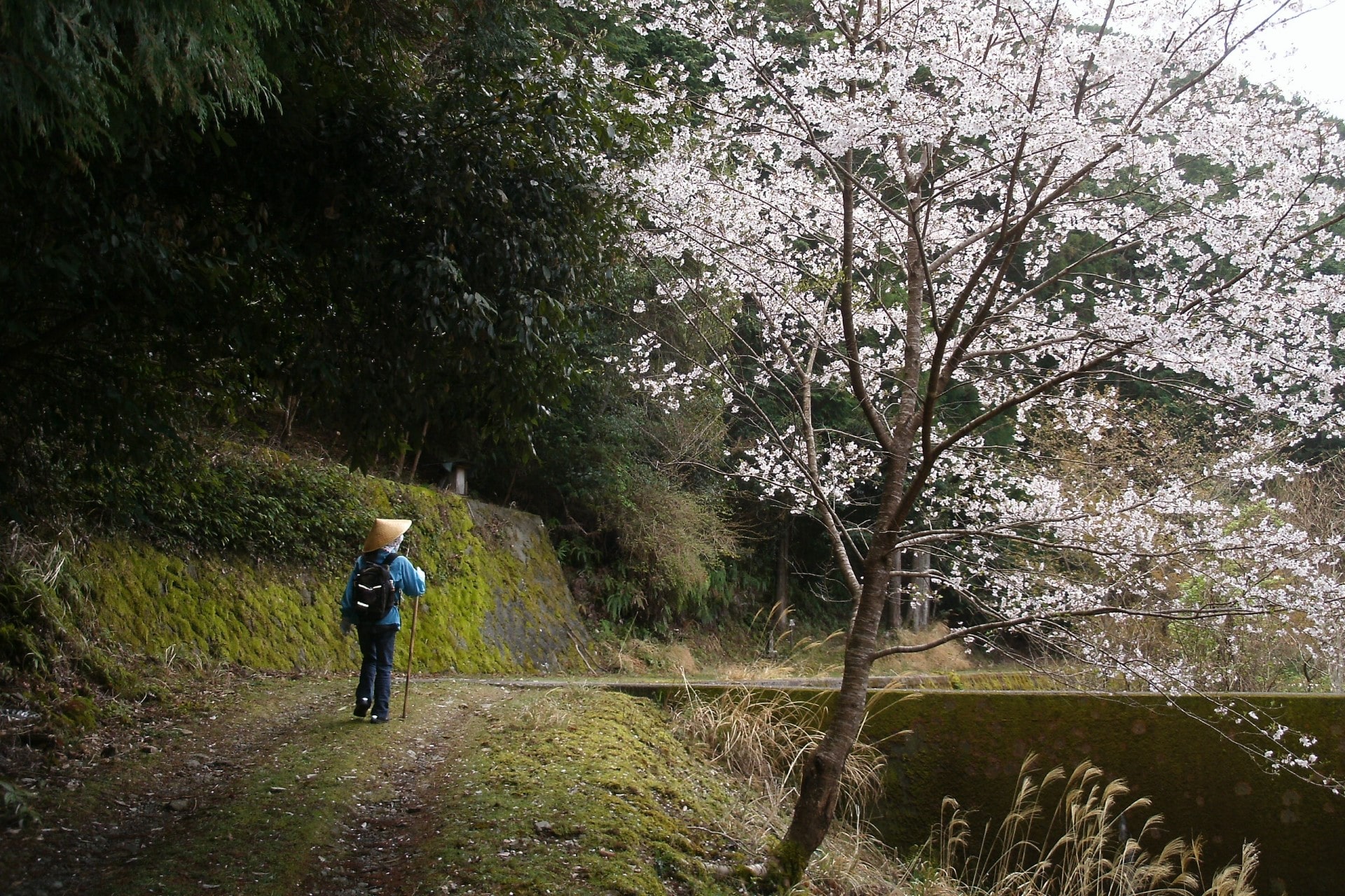 Kumano Kodo in Spring