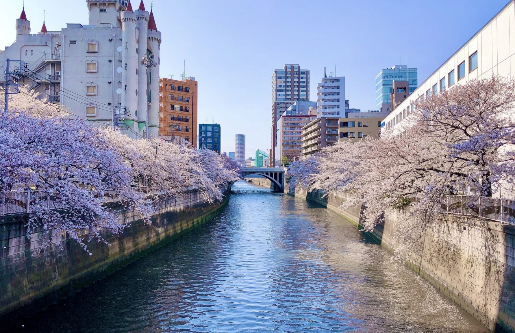 Meguro River with Cherry Blossoms