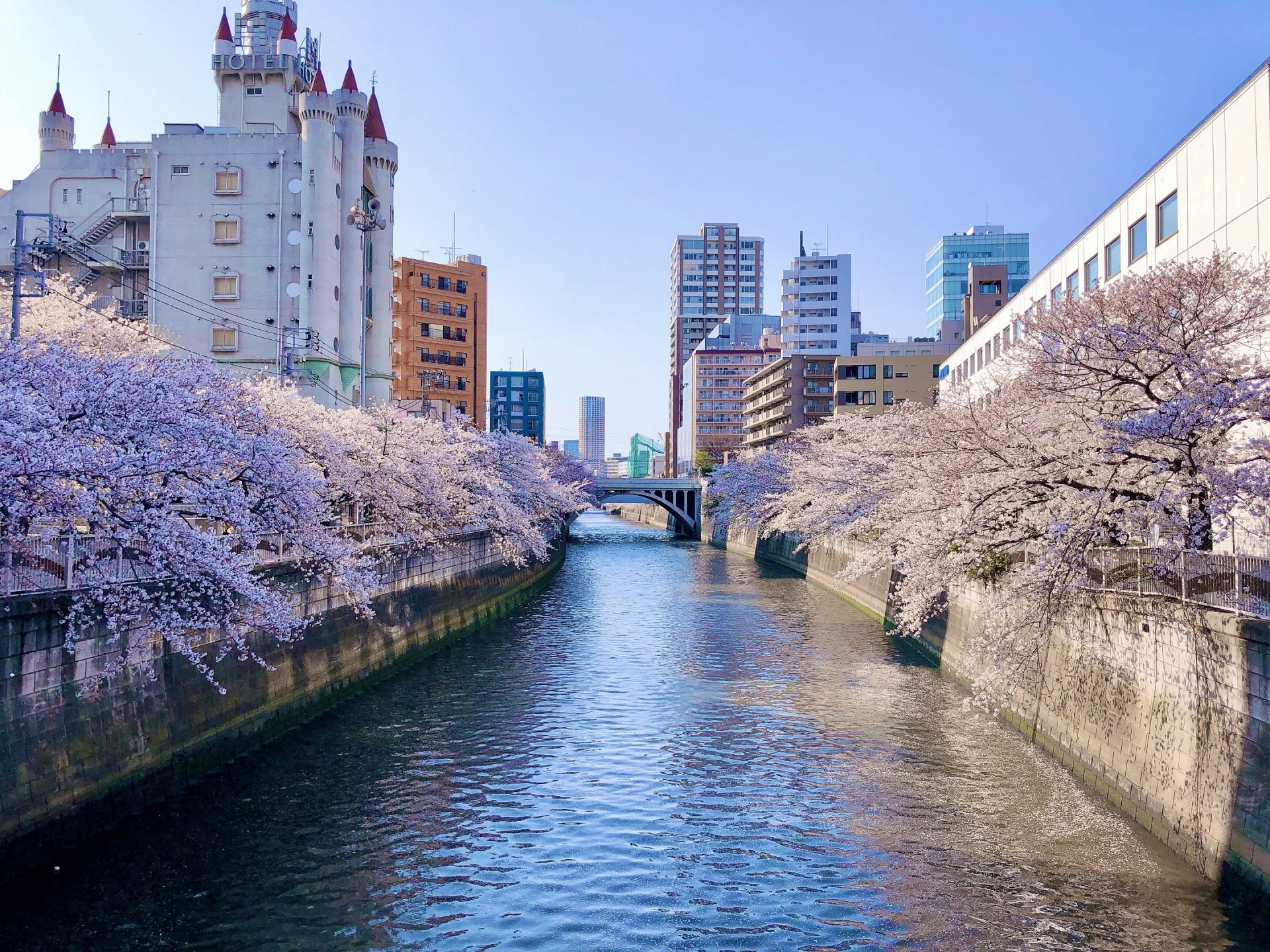 Meguro River with Cherry Blossoms