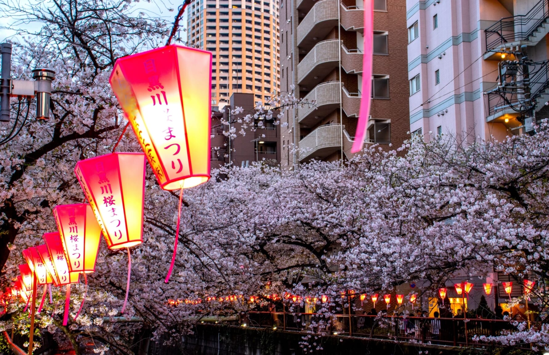 Cherry Blossom in Meguro River