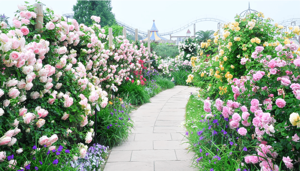 Rose Festival at Hirakata Park-min