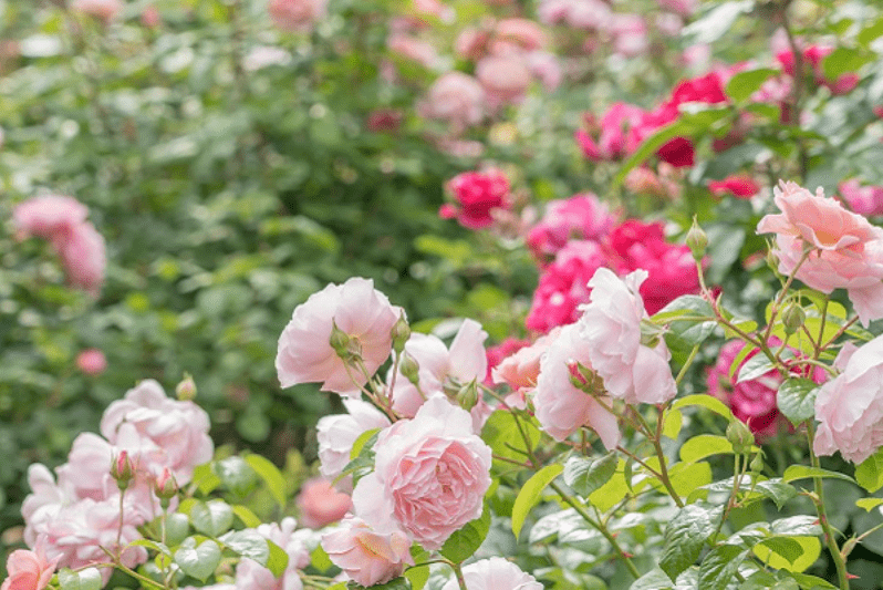 Shiki-no-kaori Rose Garden-min