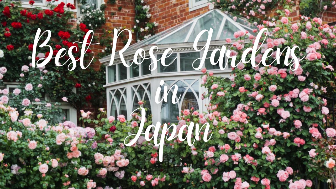 Best Places to See Roses in Japan 2024