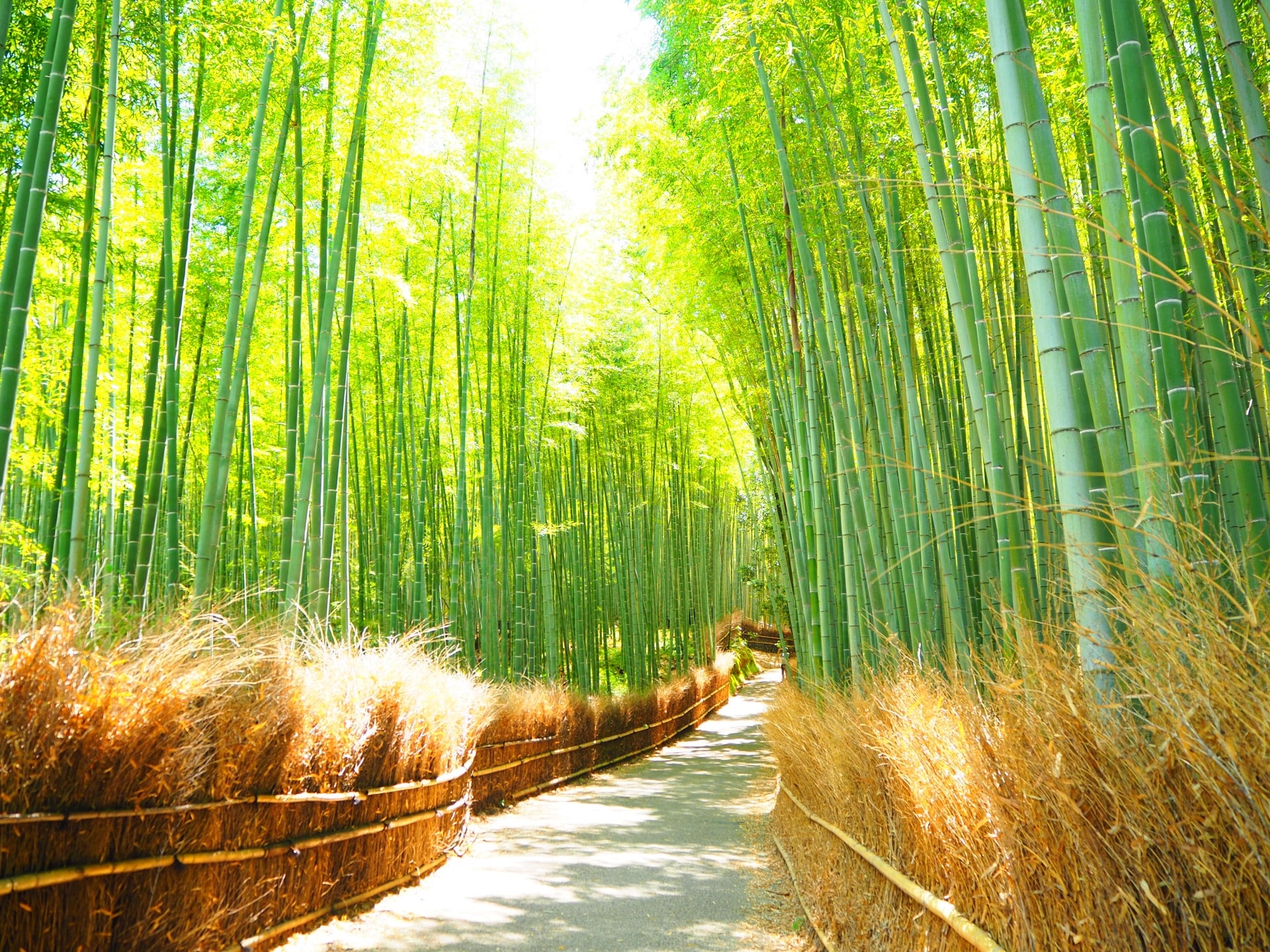 Arashiyama Bamboo Forest july-min