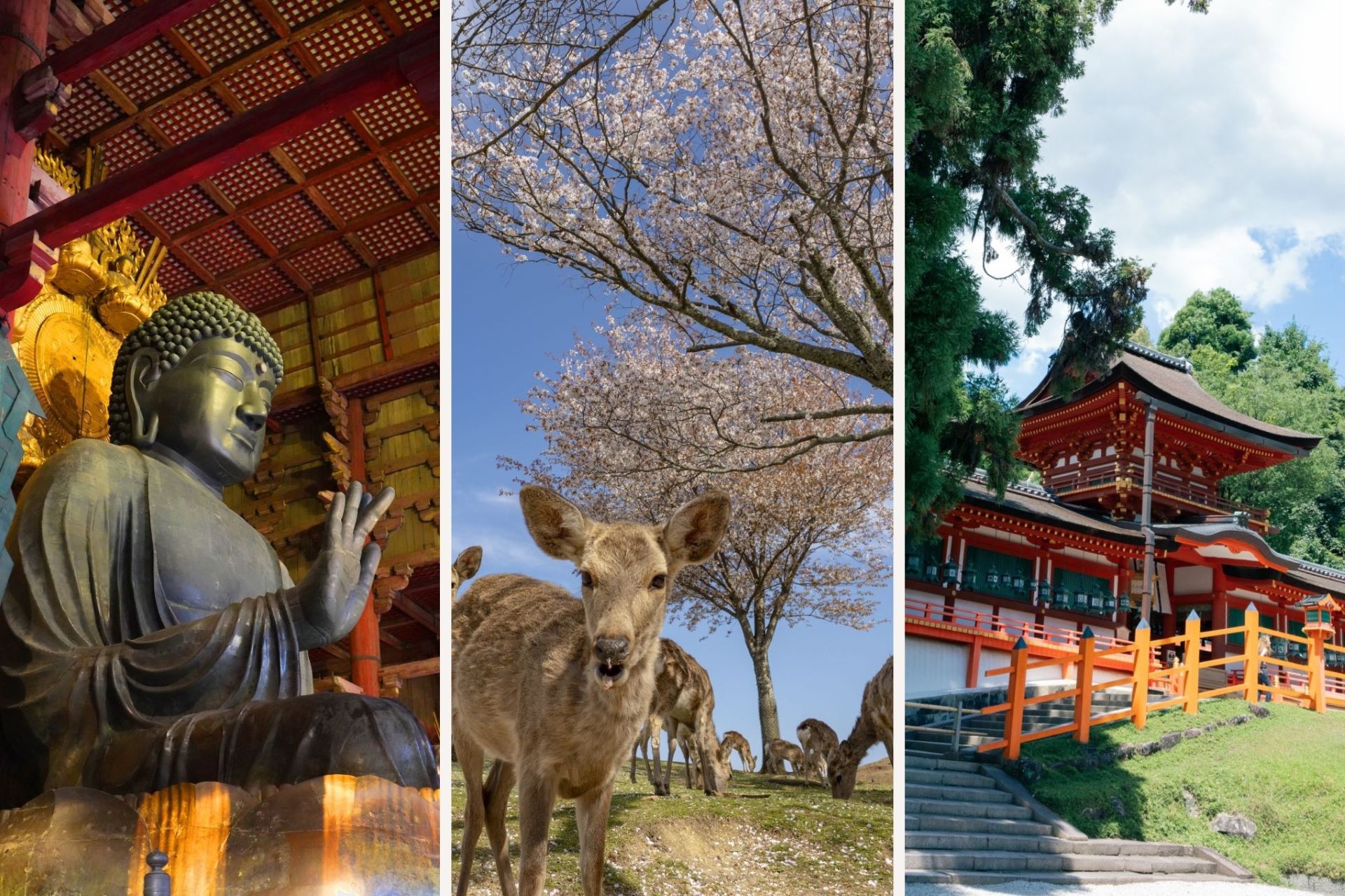 Todaiji Daibutsu, Deers in Nara Park, Kasuga Taisha