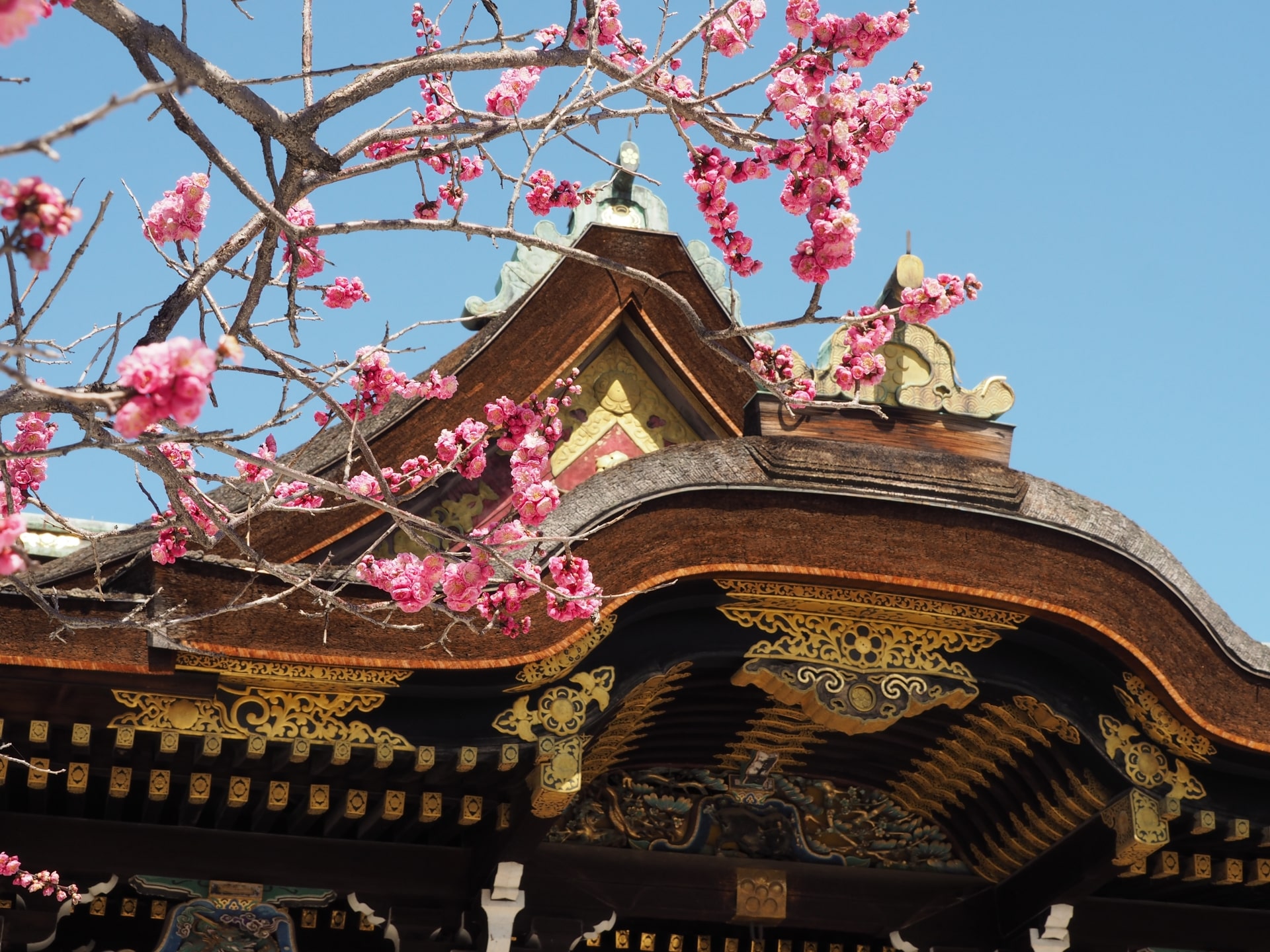 Plum blossoms in Kitano Tenmangu