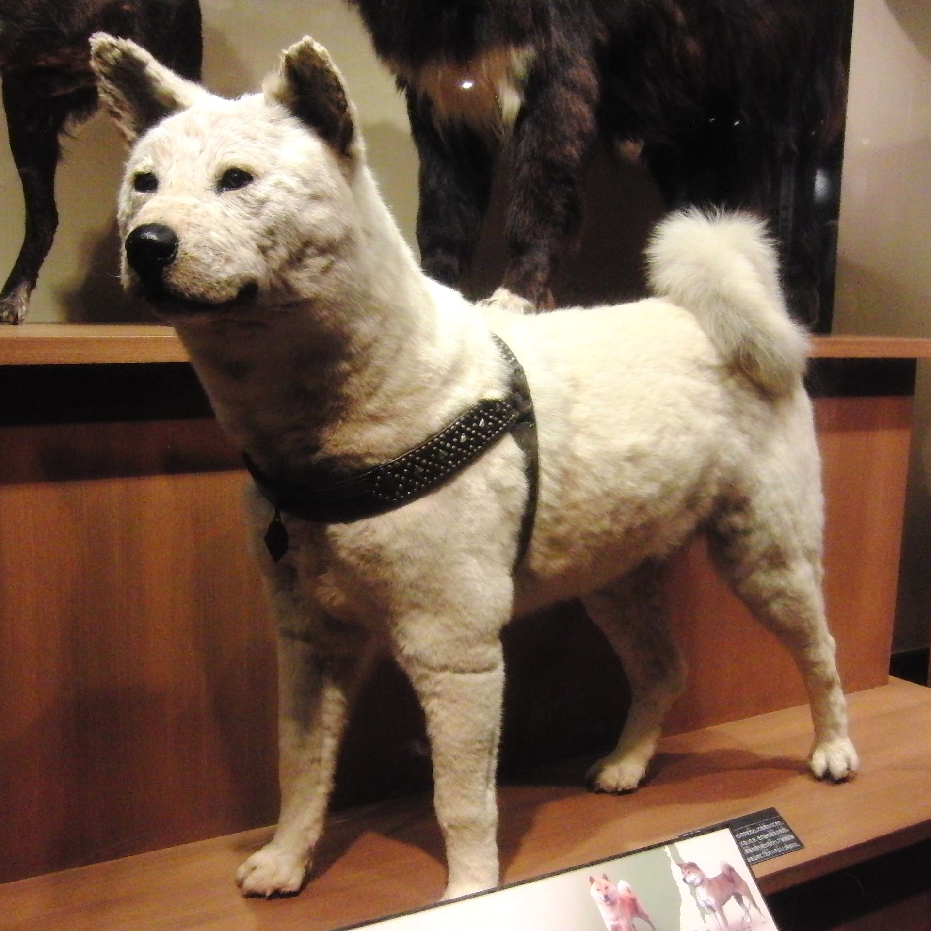 Taxidermy of Hachiko on display at the National Museum of Nature and Science in Ueno