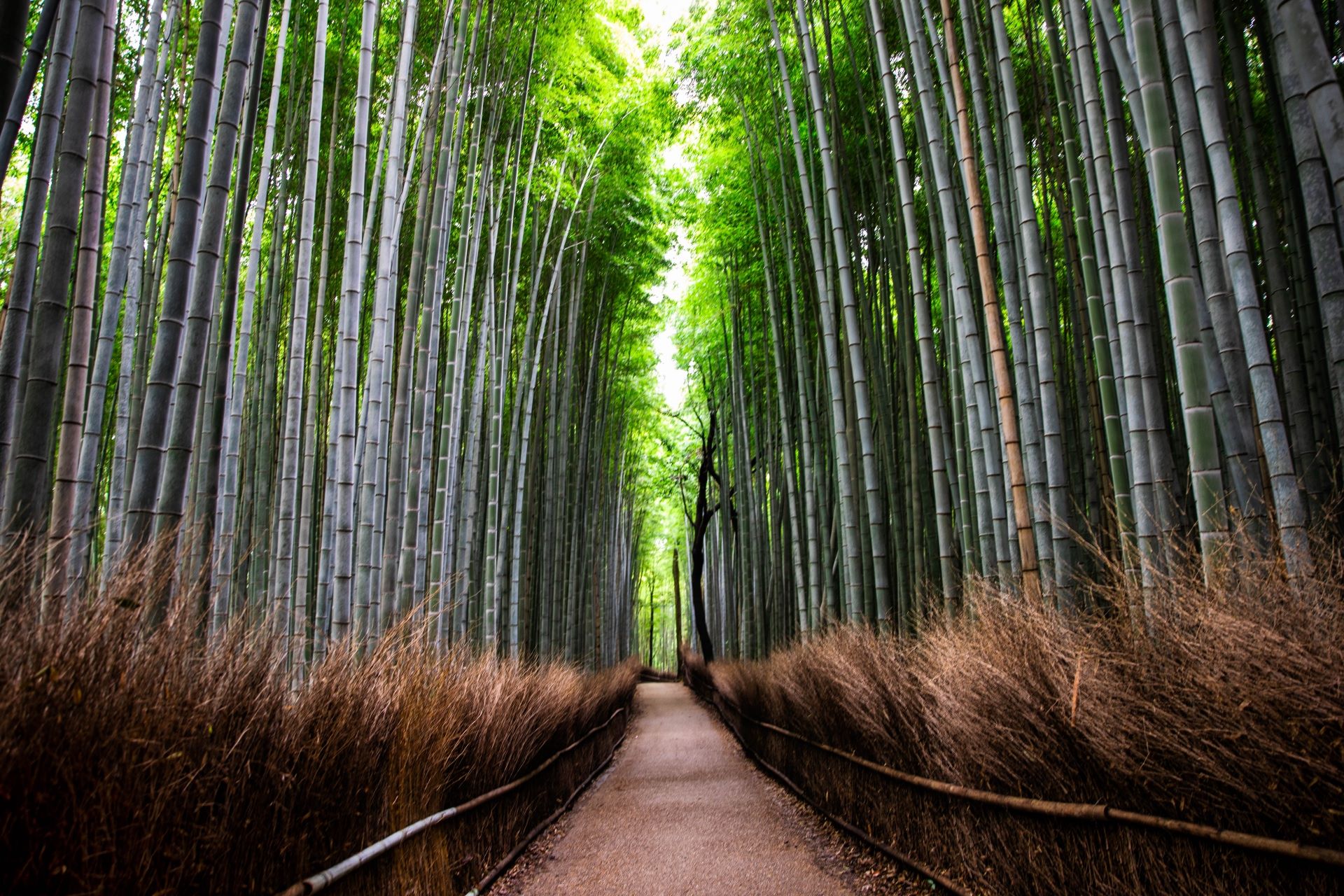 Arashiyama Bamboo Forest