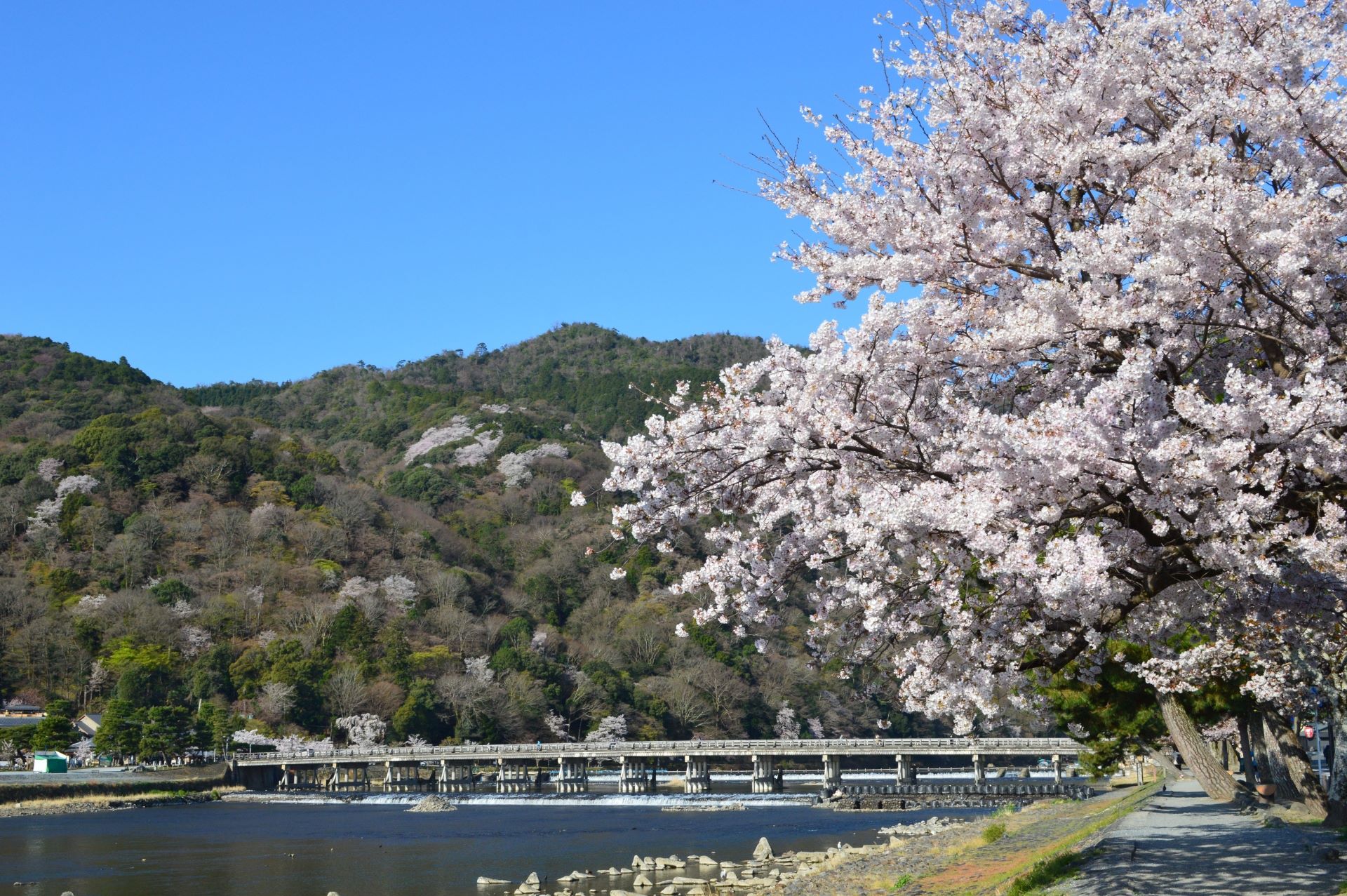 Togetsukyo Bridge in Sakura season