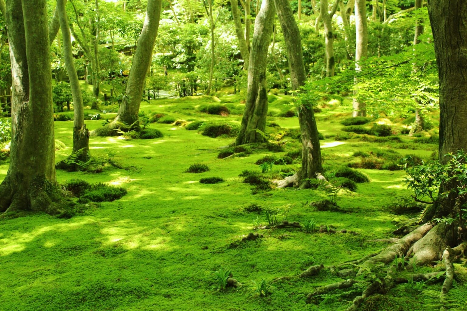 Togetsukyo: Kyoto’s Most Iconic Bridge - Japan Web Magazine