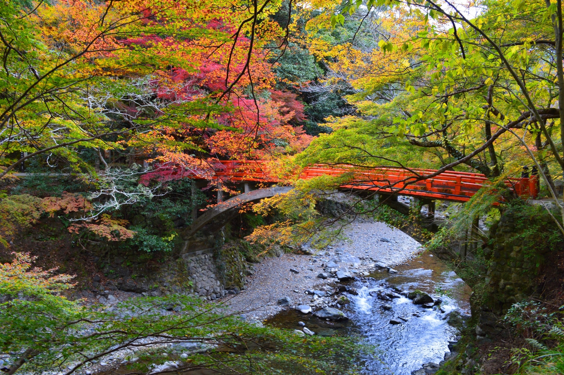 early autumn leaves kyoto-min