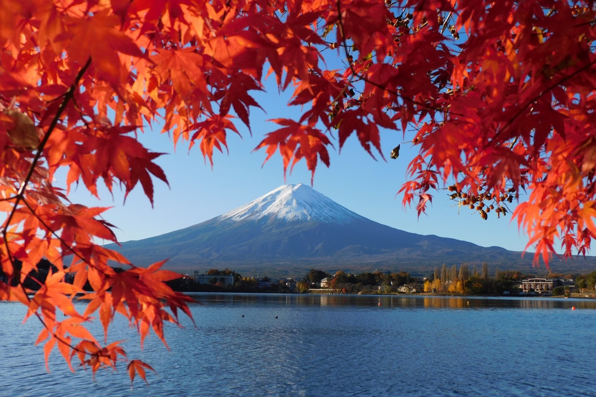 Autumn leaves at Lake Kawaguchi