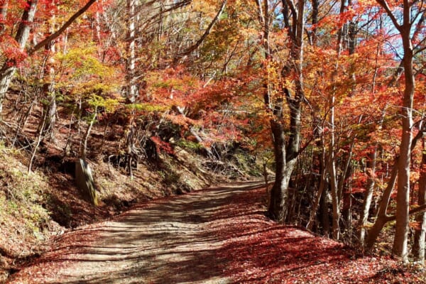 Best Autumn Leaves Spots Around Mt. Fuji - Japan Web Magazine