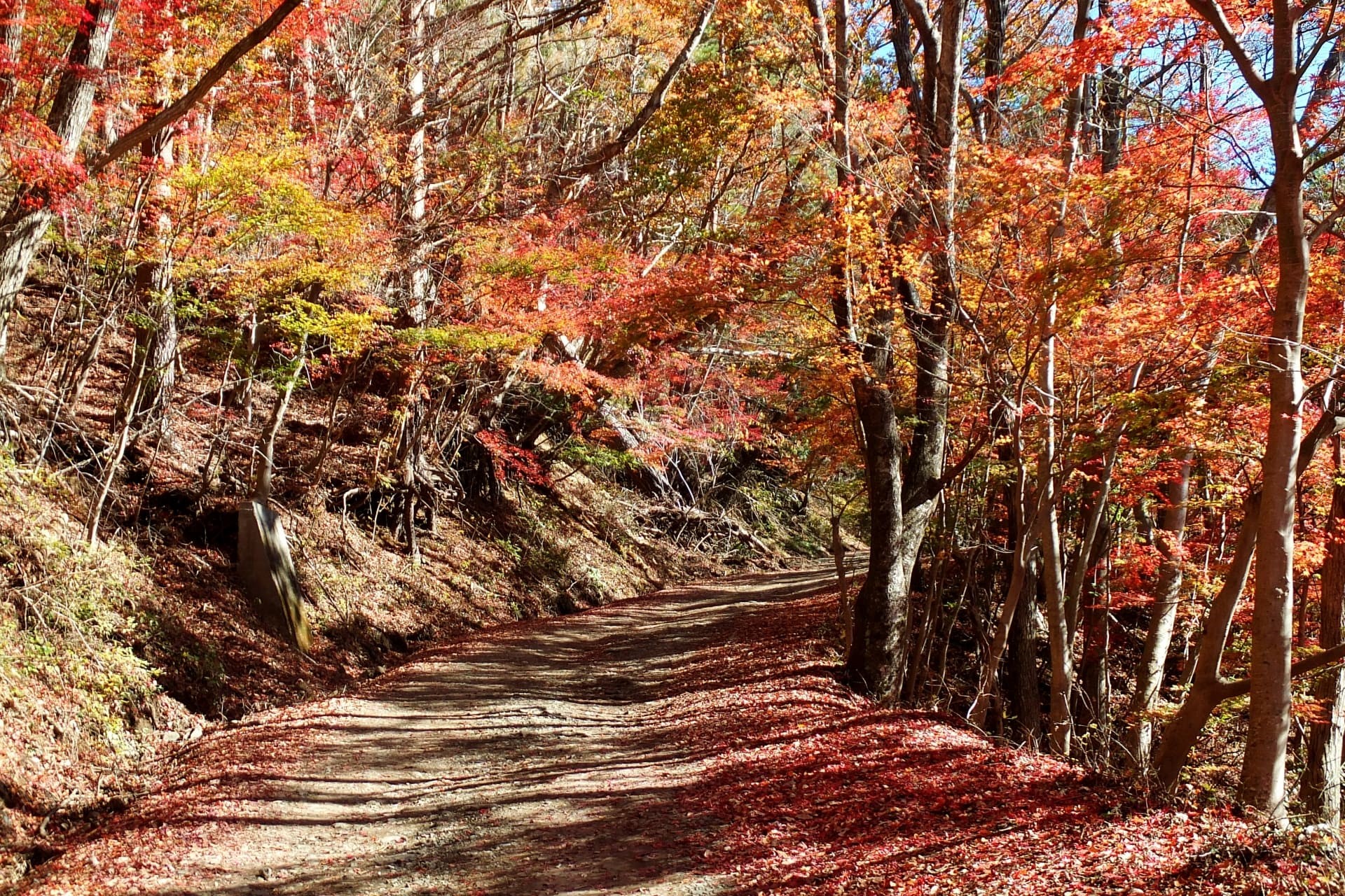 Autumn leaves in Narusawa