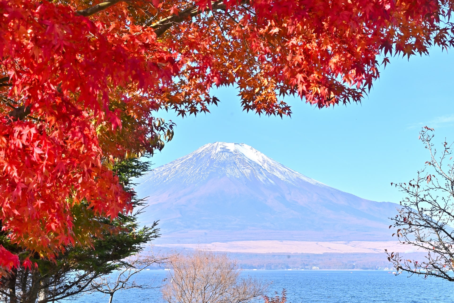 Autumn leaves at Lake Yamanaka